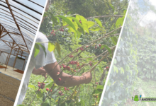 Farmsent and Tanjoe Circles join forces to empower Indonesian farmers